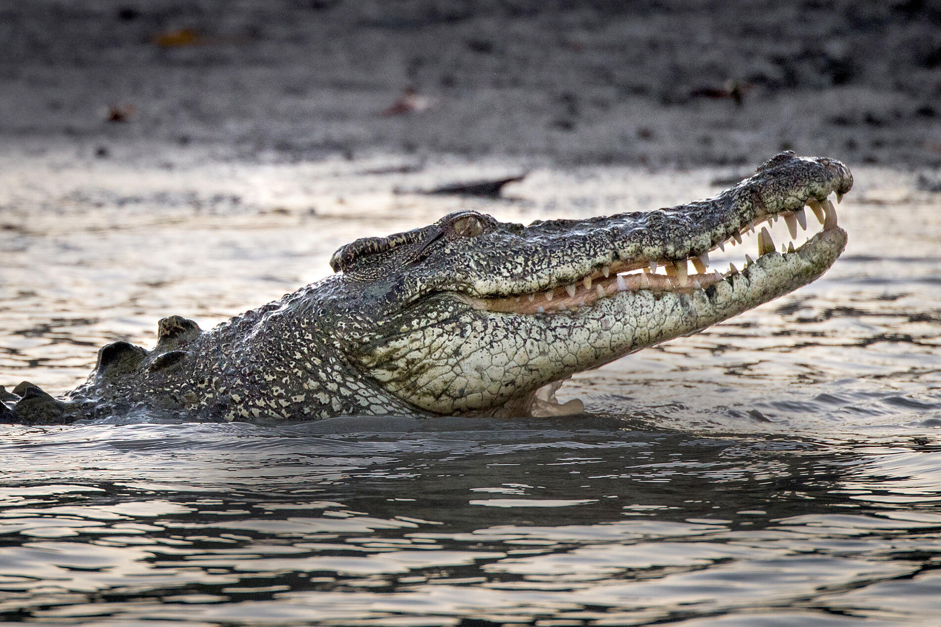 645_A030717_Darwin-Broome©StudioPONANT-L.Turci.jpg