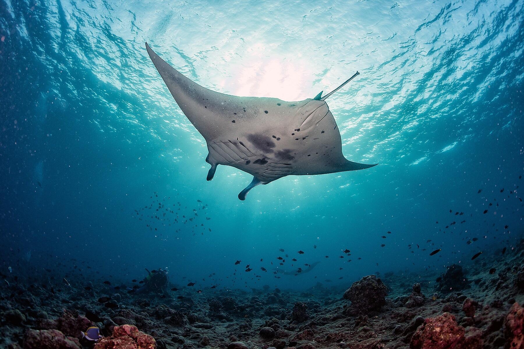 ©AdobeStock-Andrea Izzotti_115168998_Raie-Manta - Copie ok.jpg