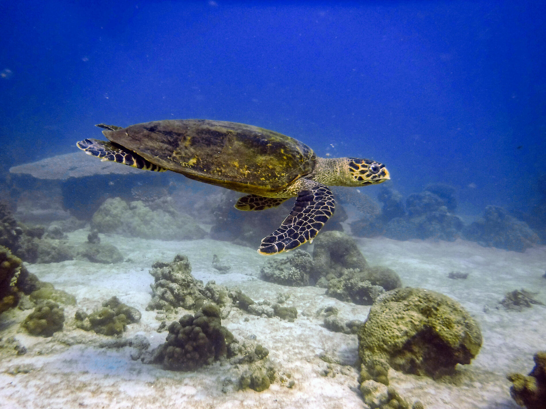 7-Y010419_Nosy-Tanikeli_Fond-Marin_Tortue-Marine©StudioPonant-LaurenceFISCHER.jpg