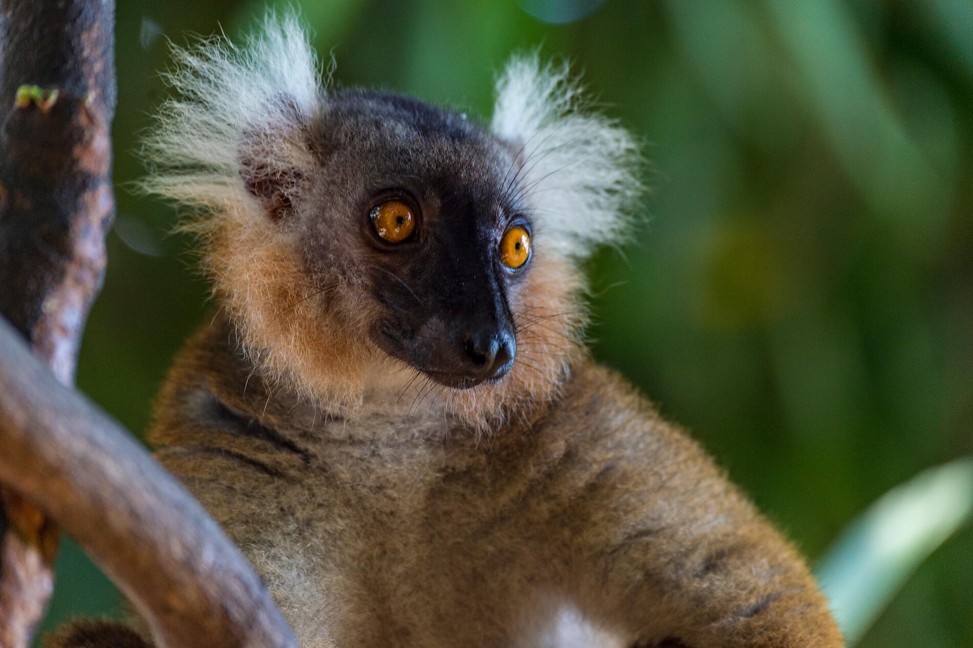 11-Y010419_Nosy-Komba©StudioPonant-LaurenceFISCHER.jpg