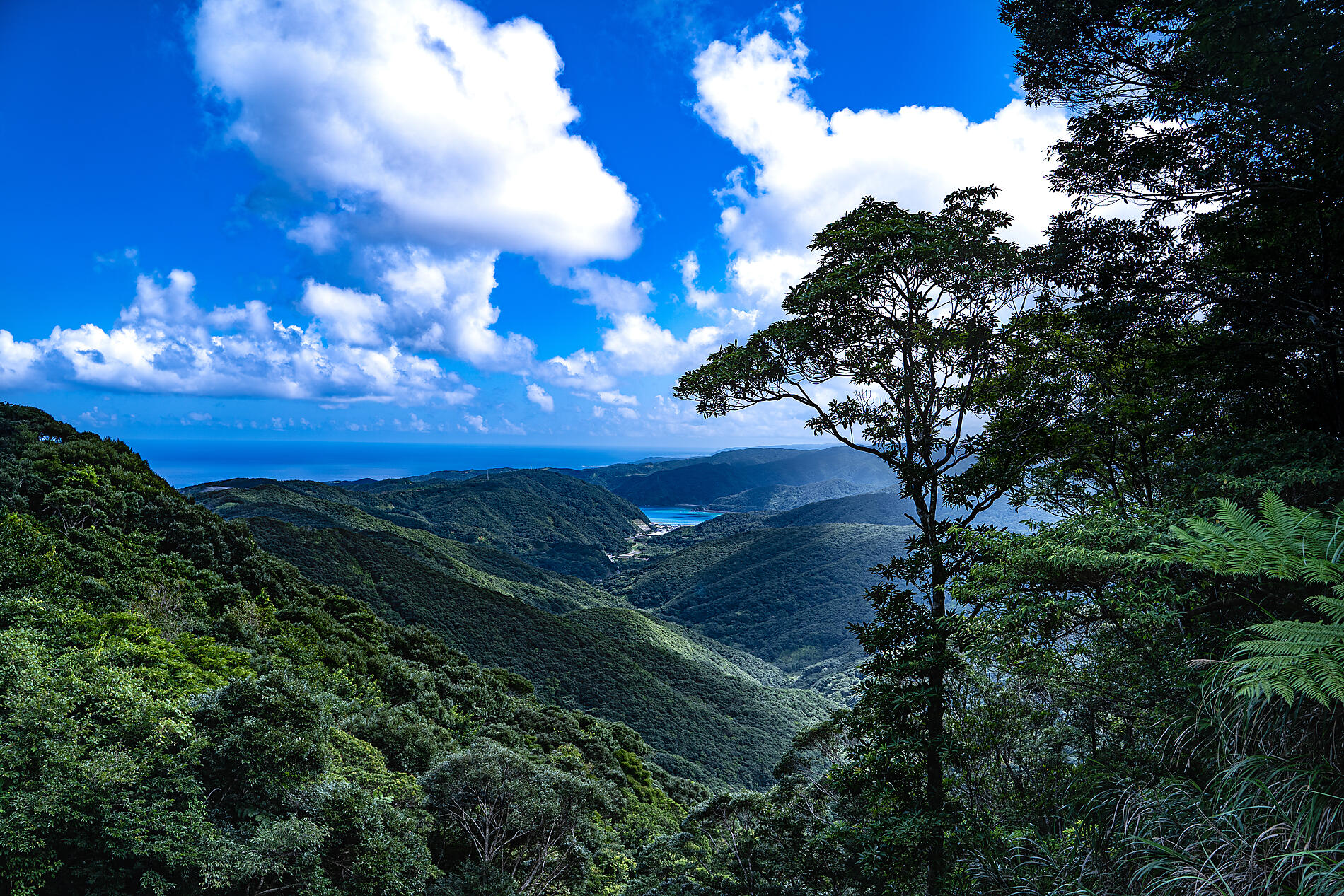 AdobeStock_381315338.jpeg