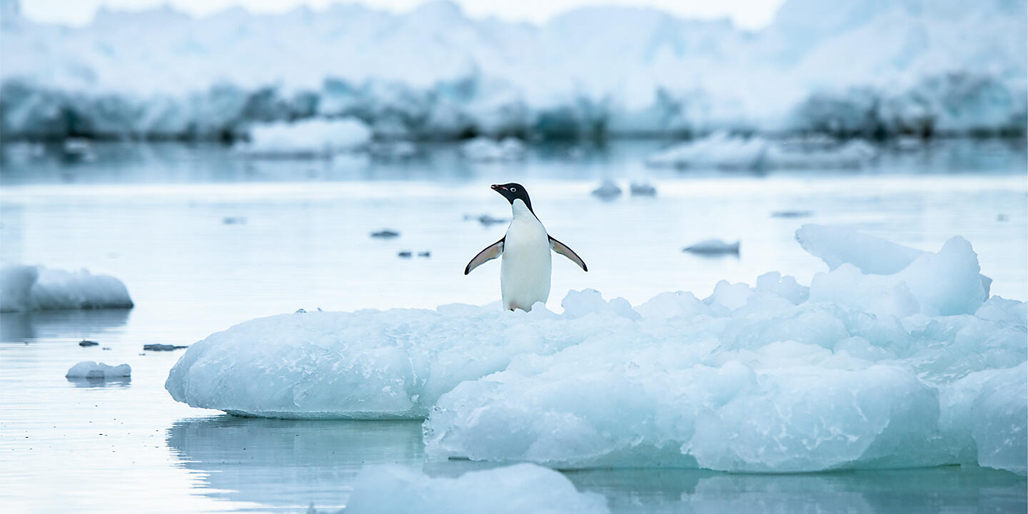 L’Antarctique emblématique 