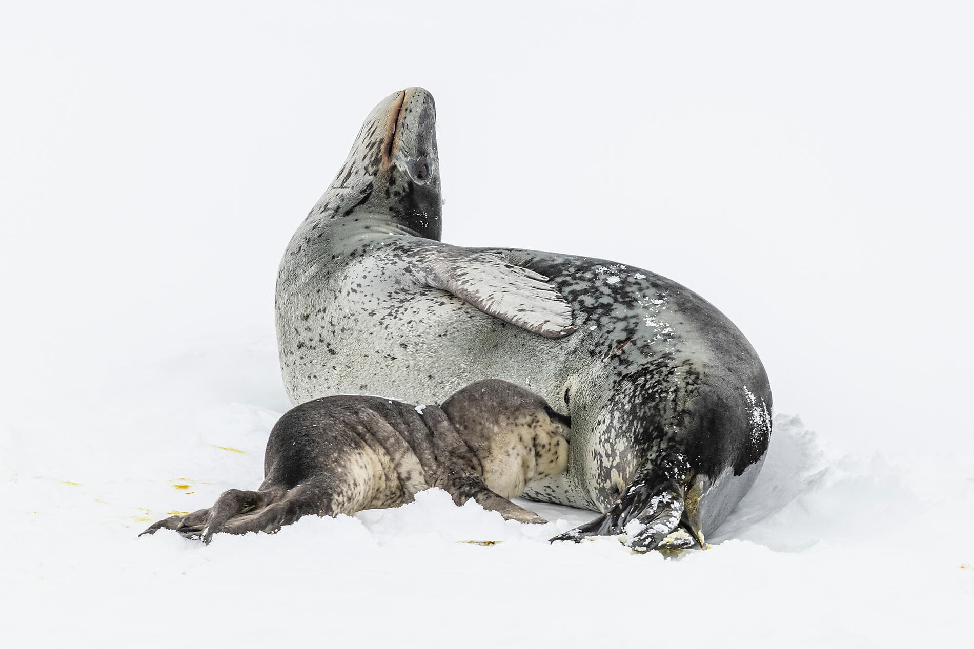 Les manchots empereurs de la mer de Weddell 