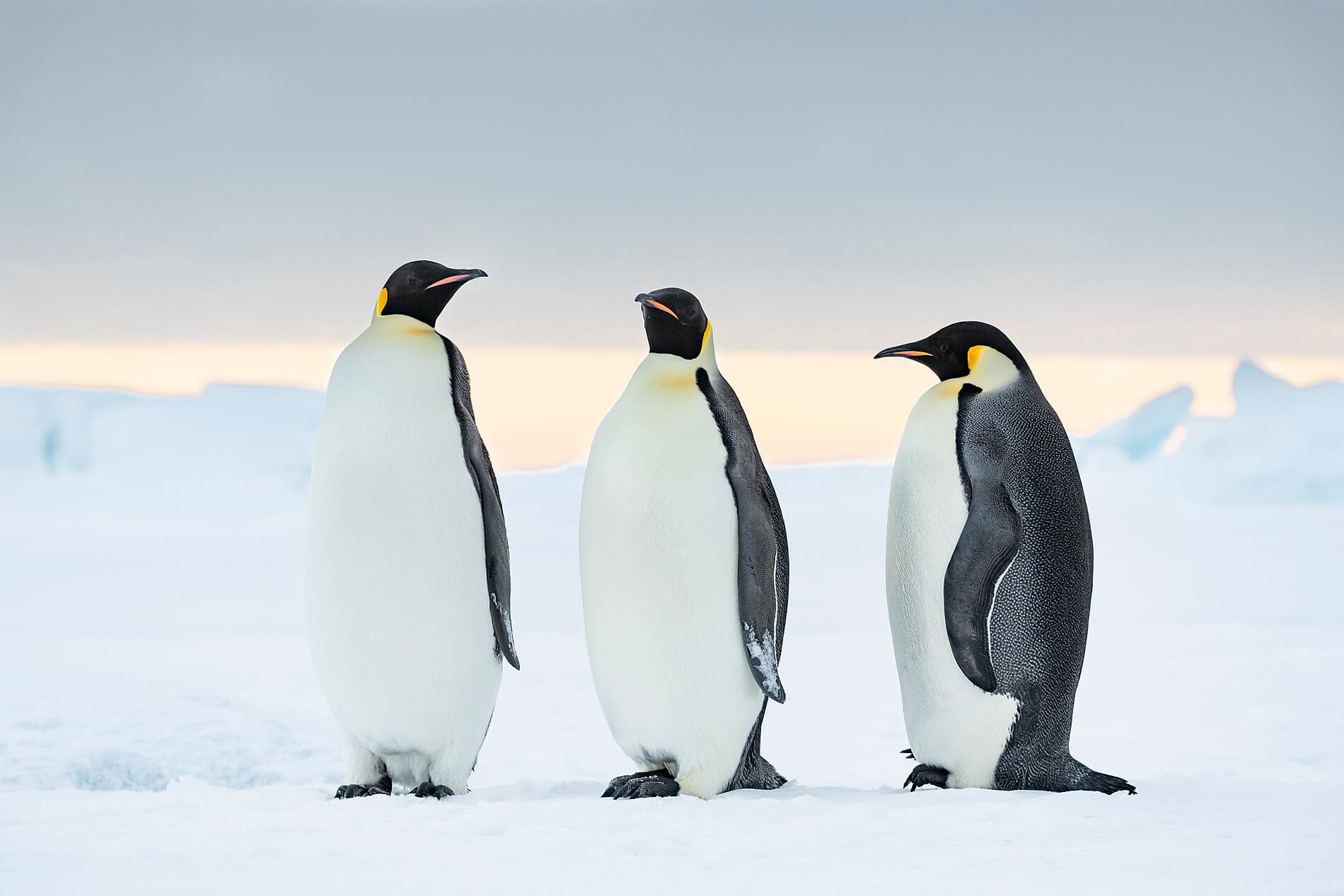 Les manchots empereurs de la mer de Weddell 