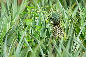 Randonnée des 3 pinus