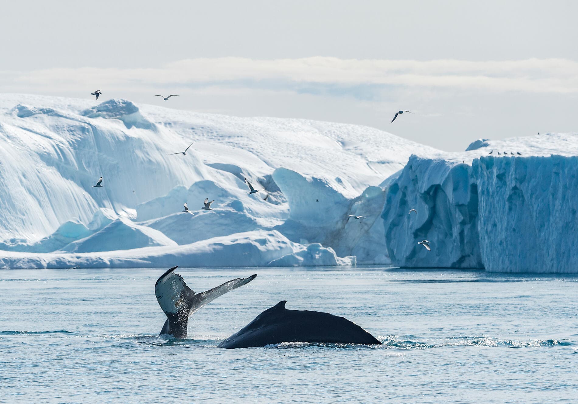 Les secrets de la mer de Baffin 