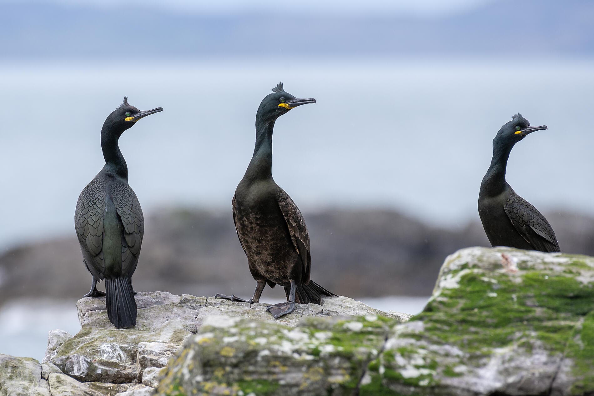 Shetland, Orcades et Hébrides 