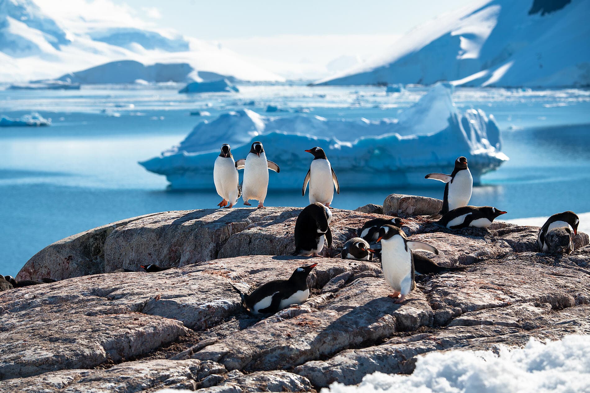 L’Antarctique emblématique  