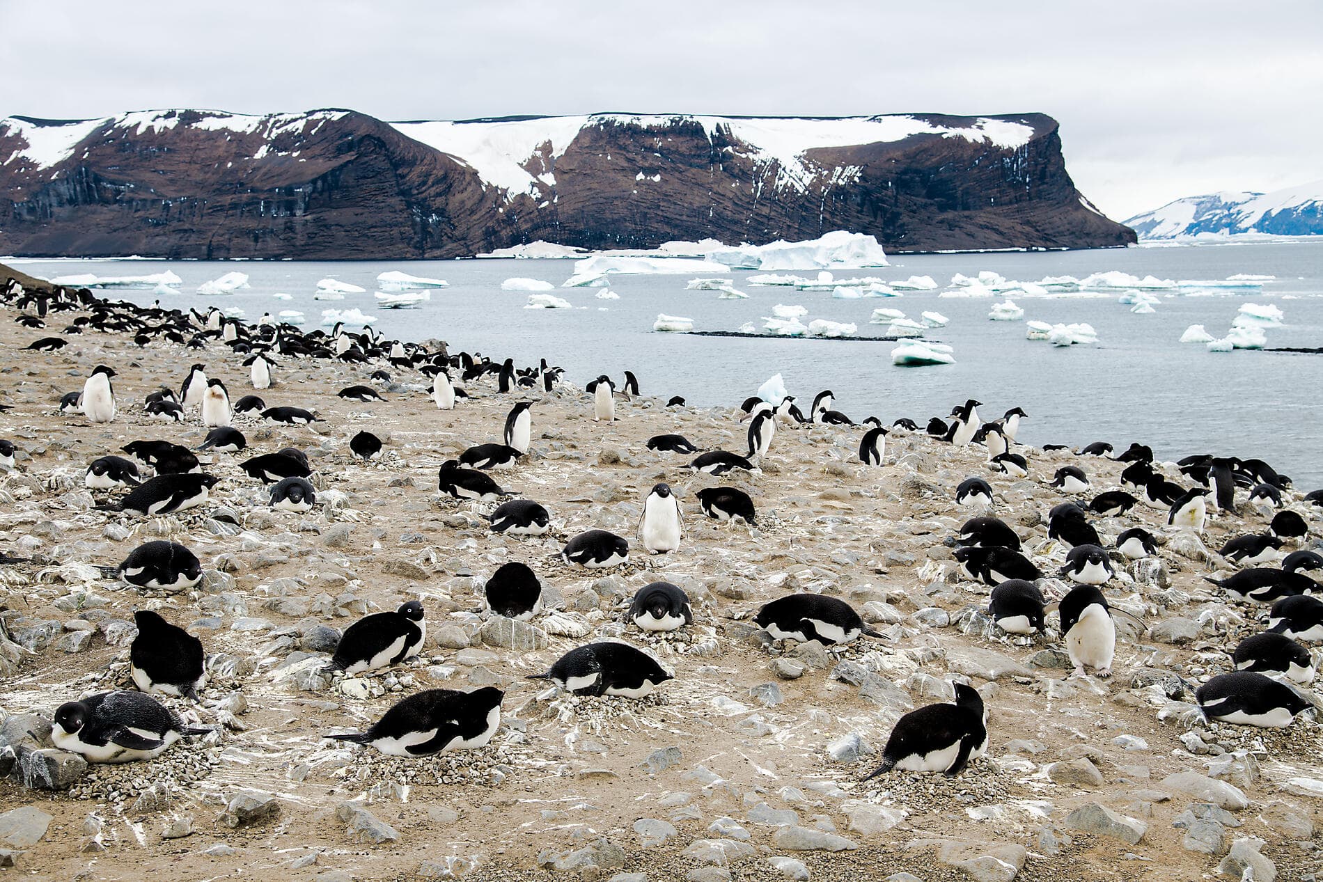 L’Antarctique emblématique  