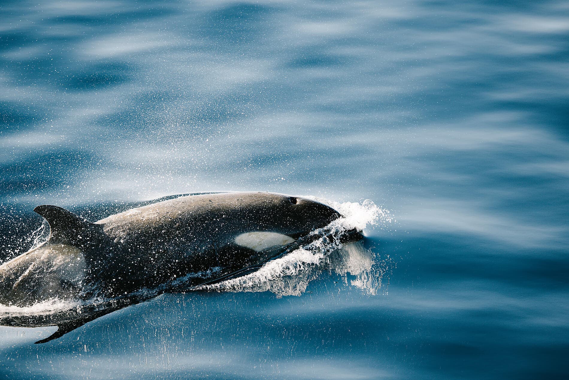 Côte est inexplorée de l’Antarctique et terres australes françaises 
