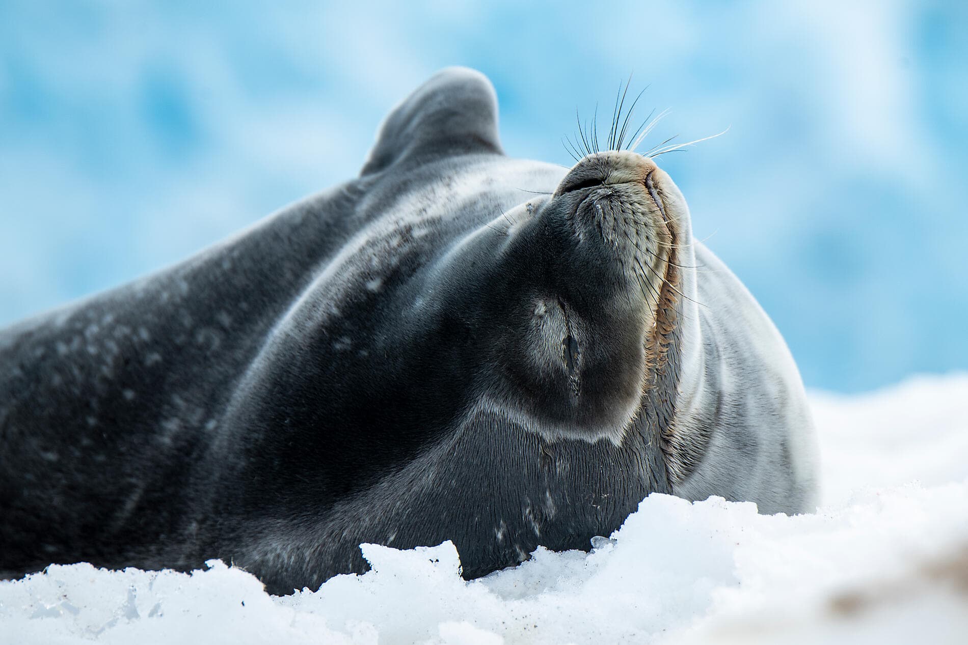Côte est inexplorée de l’Antarctique et terres australes françaises 