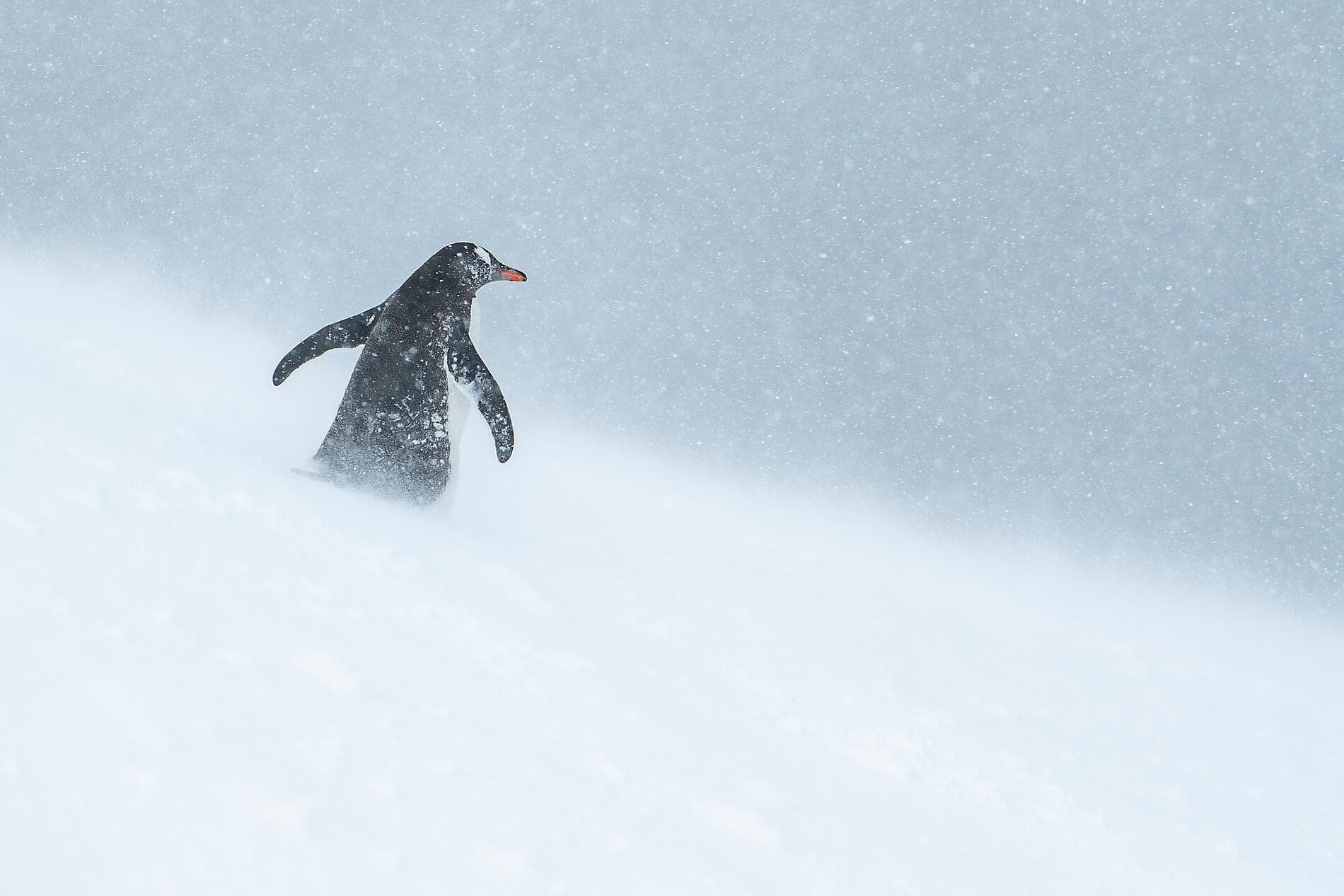 Côte est inexplorée de l’Antarctique et terres australes françaises 