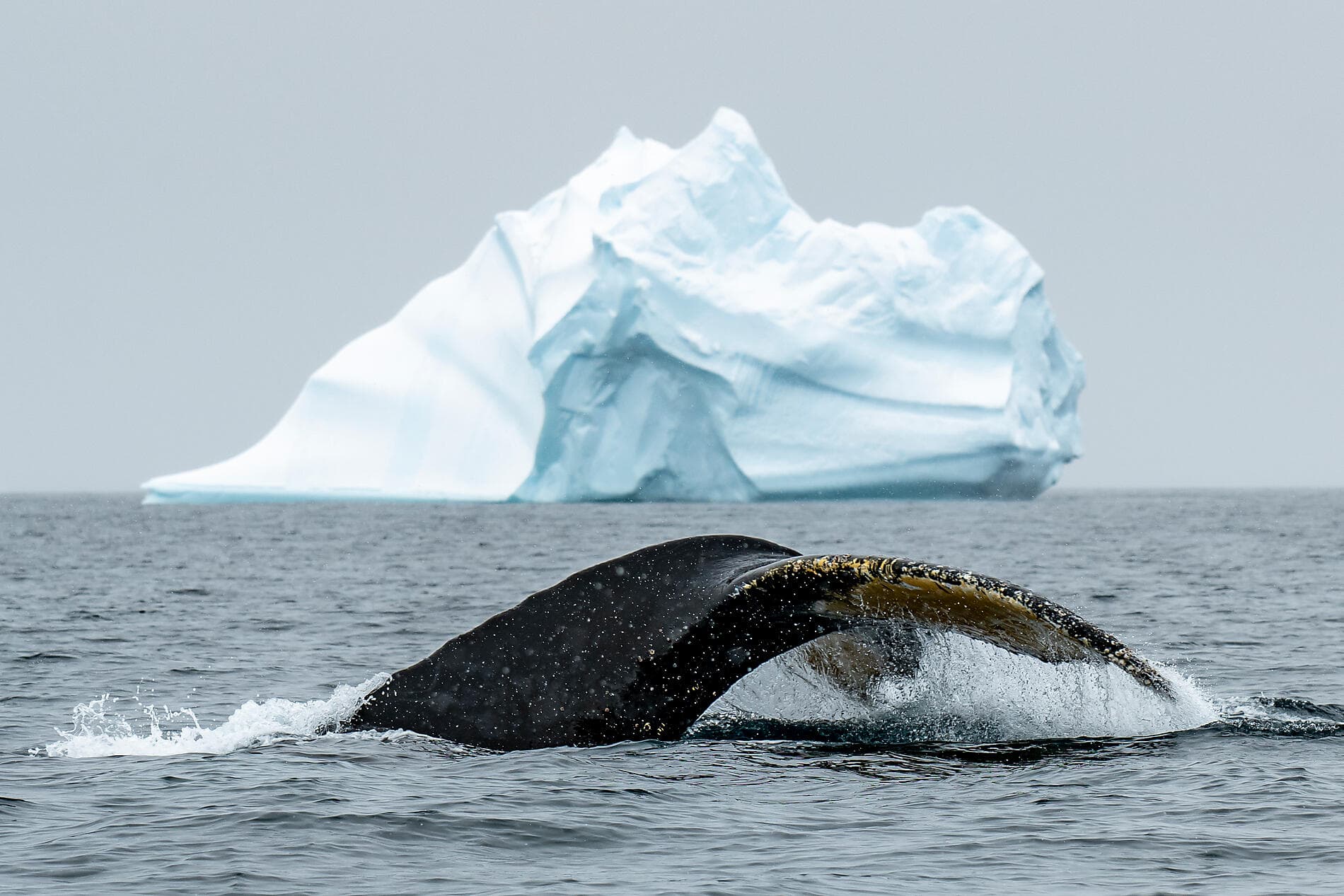 Côte est inexplorée de l’Antarctique et terres australes françaises 