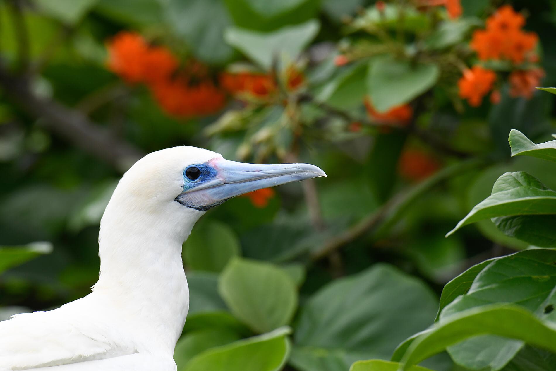 Sanctuaires naturels et rencontres caribéennes 