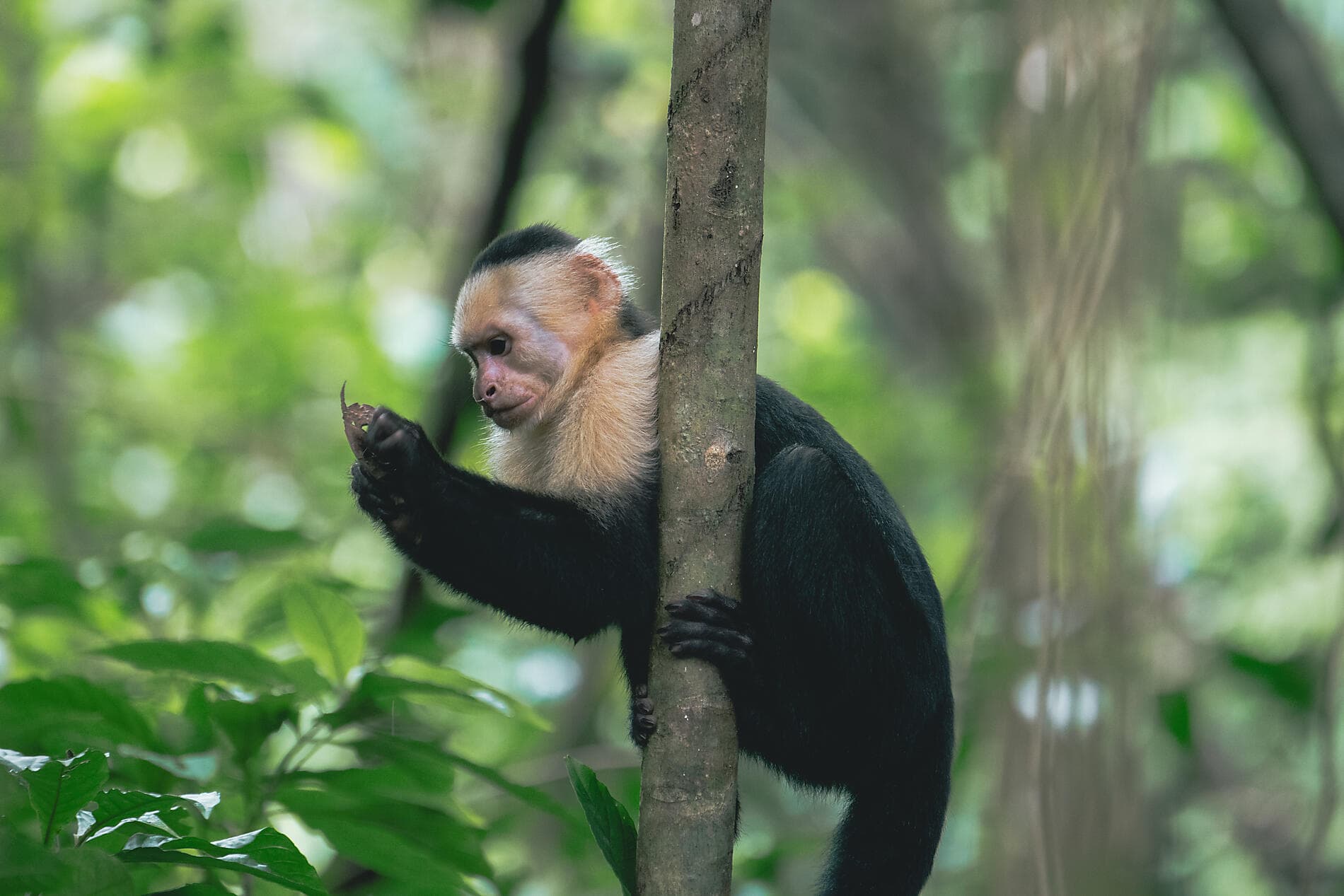 Odyssée tropicale en Amérique centrale 