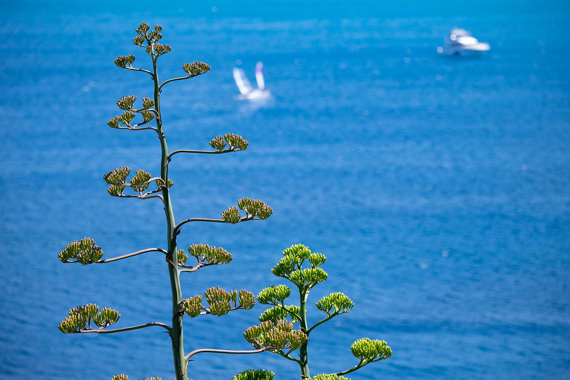 Rivages corses sous les voiles du Ponant ©StudioPONANT-Olivier Blaud