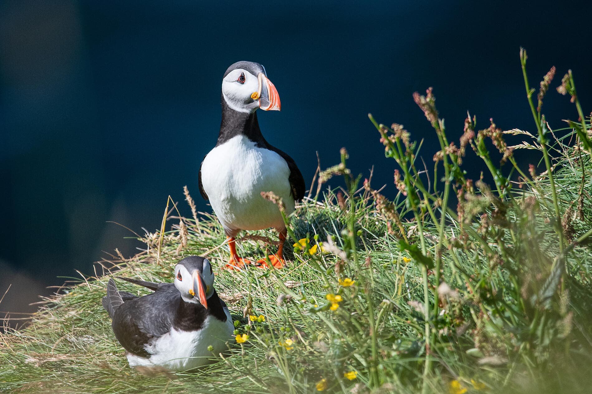 Nature et traditions islandaises 