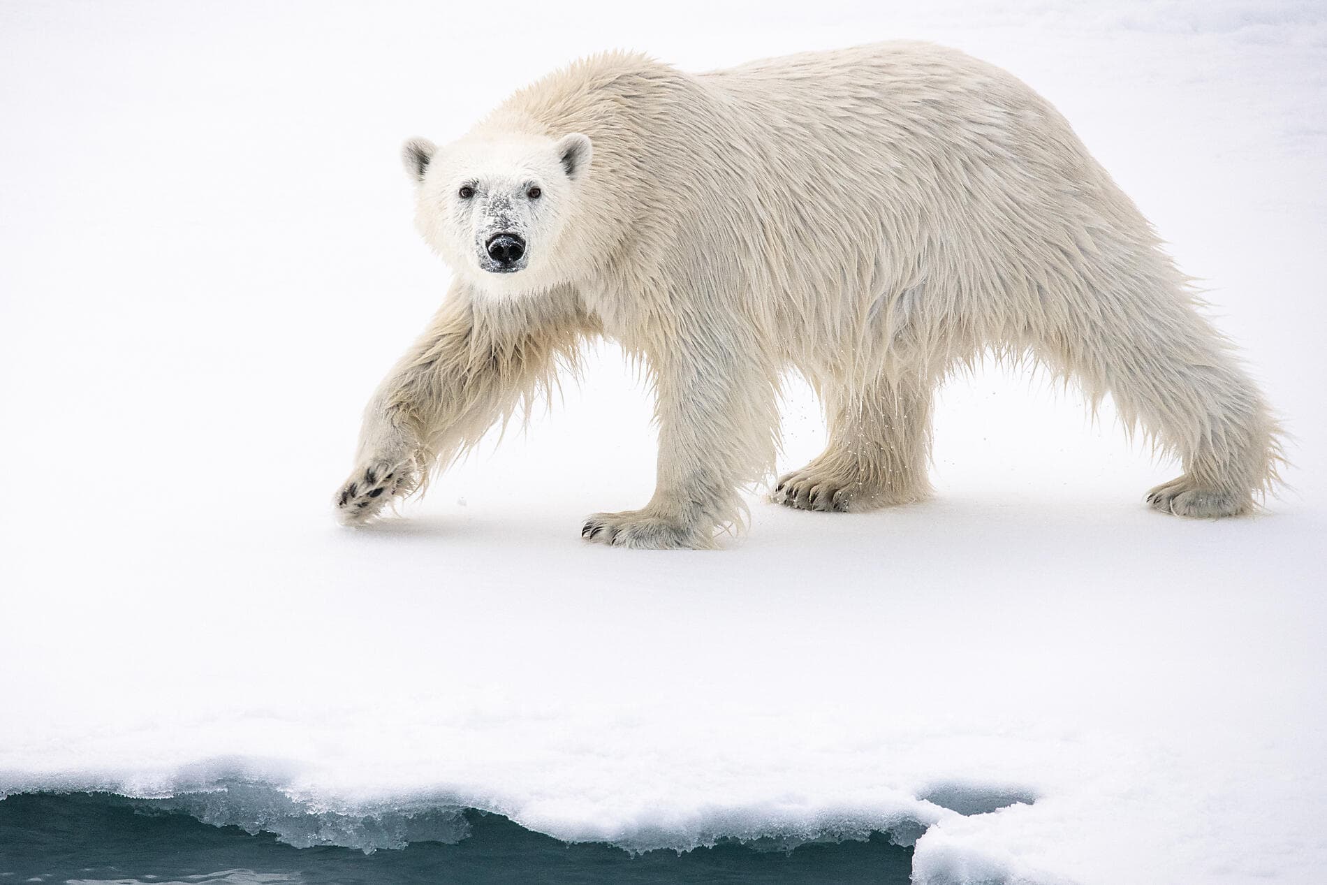 Printemps inuit d'Ammassalik 