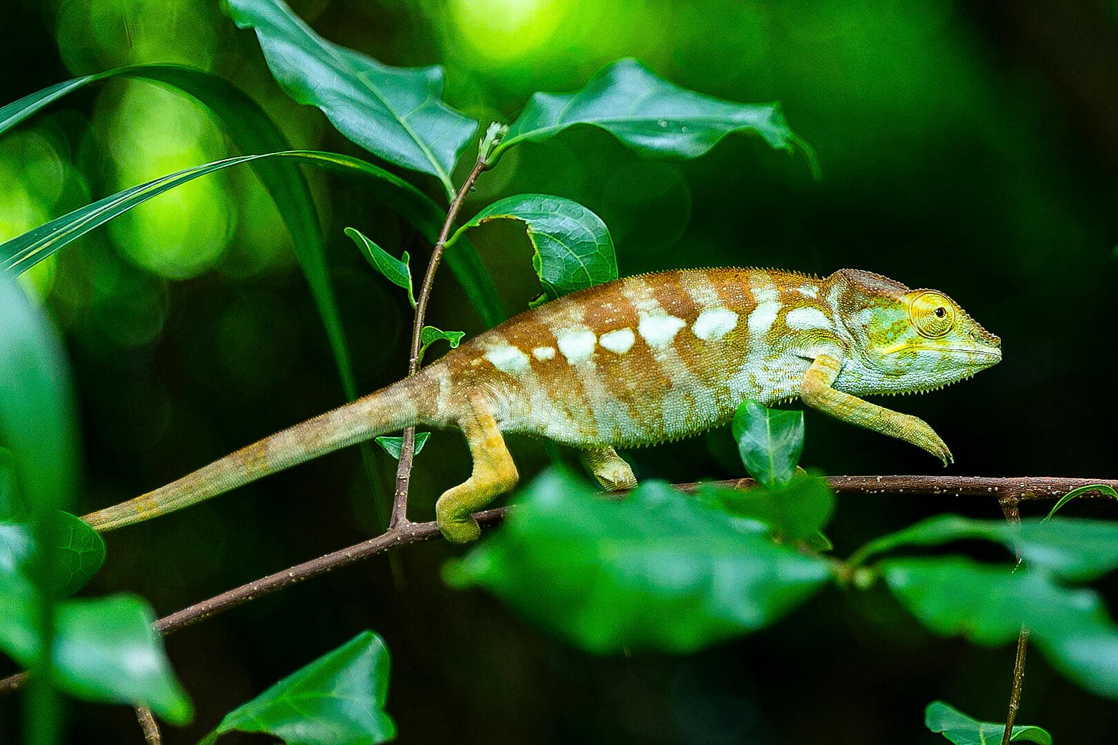 Afrique du Sud et Madagascar 