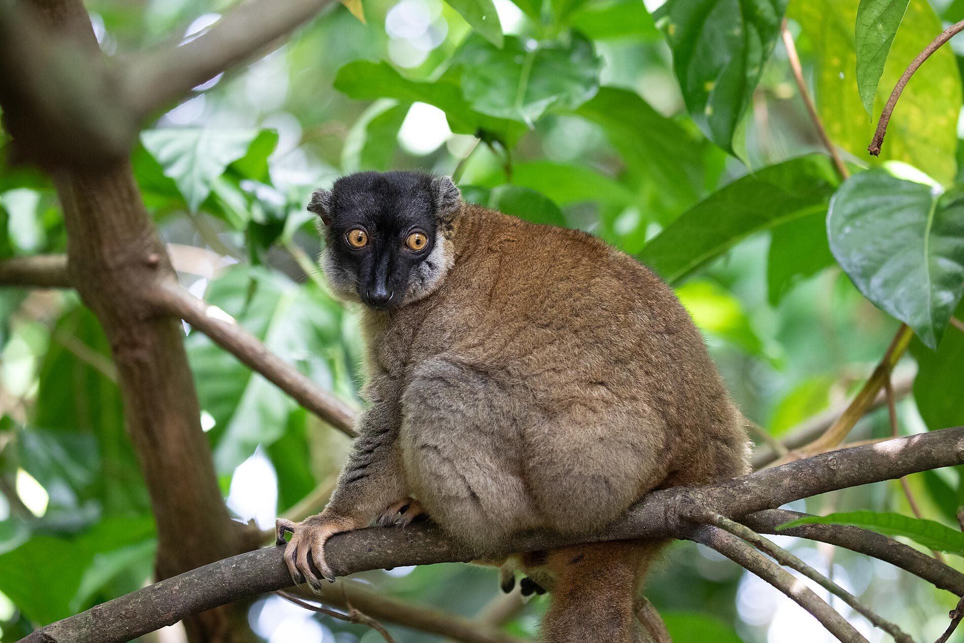 Afrique du Sud et Madagascar 