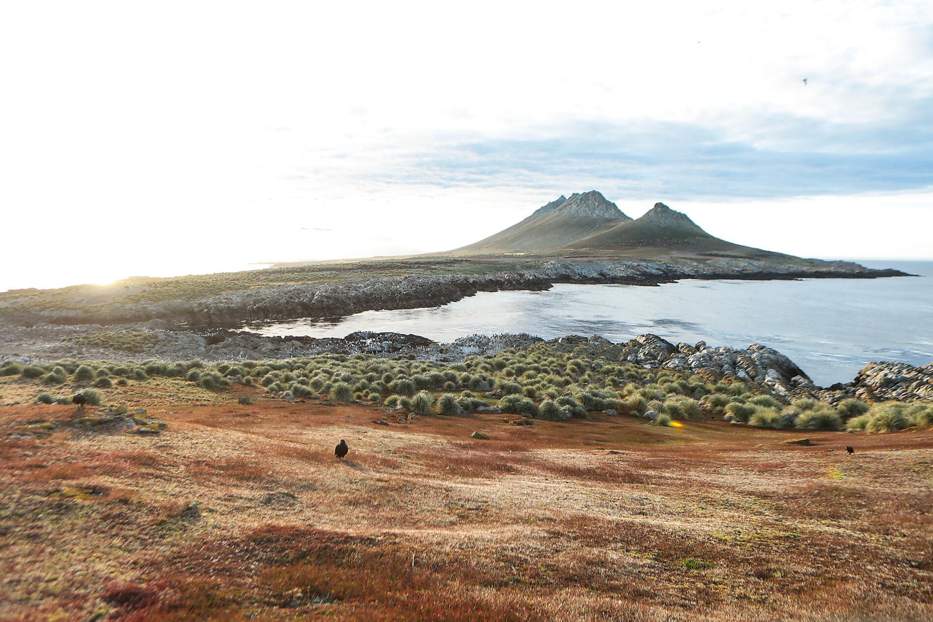 Voyage en terres australes et péninsule Valdés 