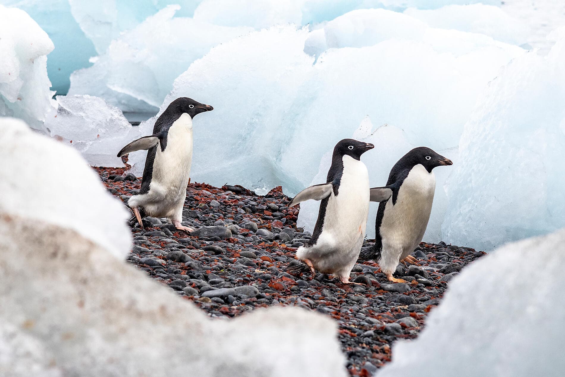 L’Antarctique emblématique  