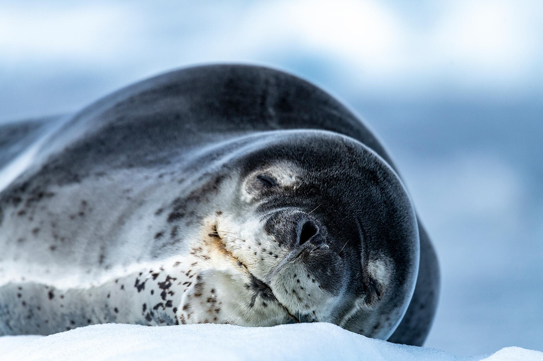 L’Antarctique emblématique  
