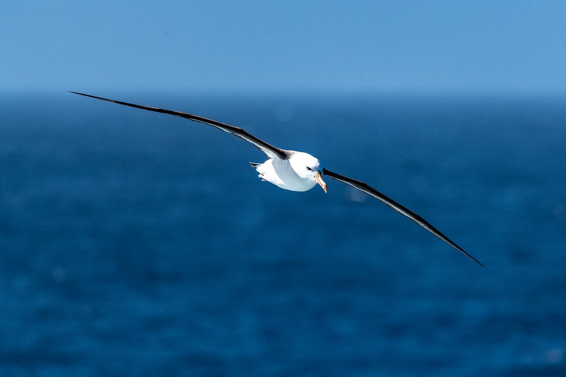 L’Antarctique emblématique  