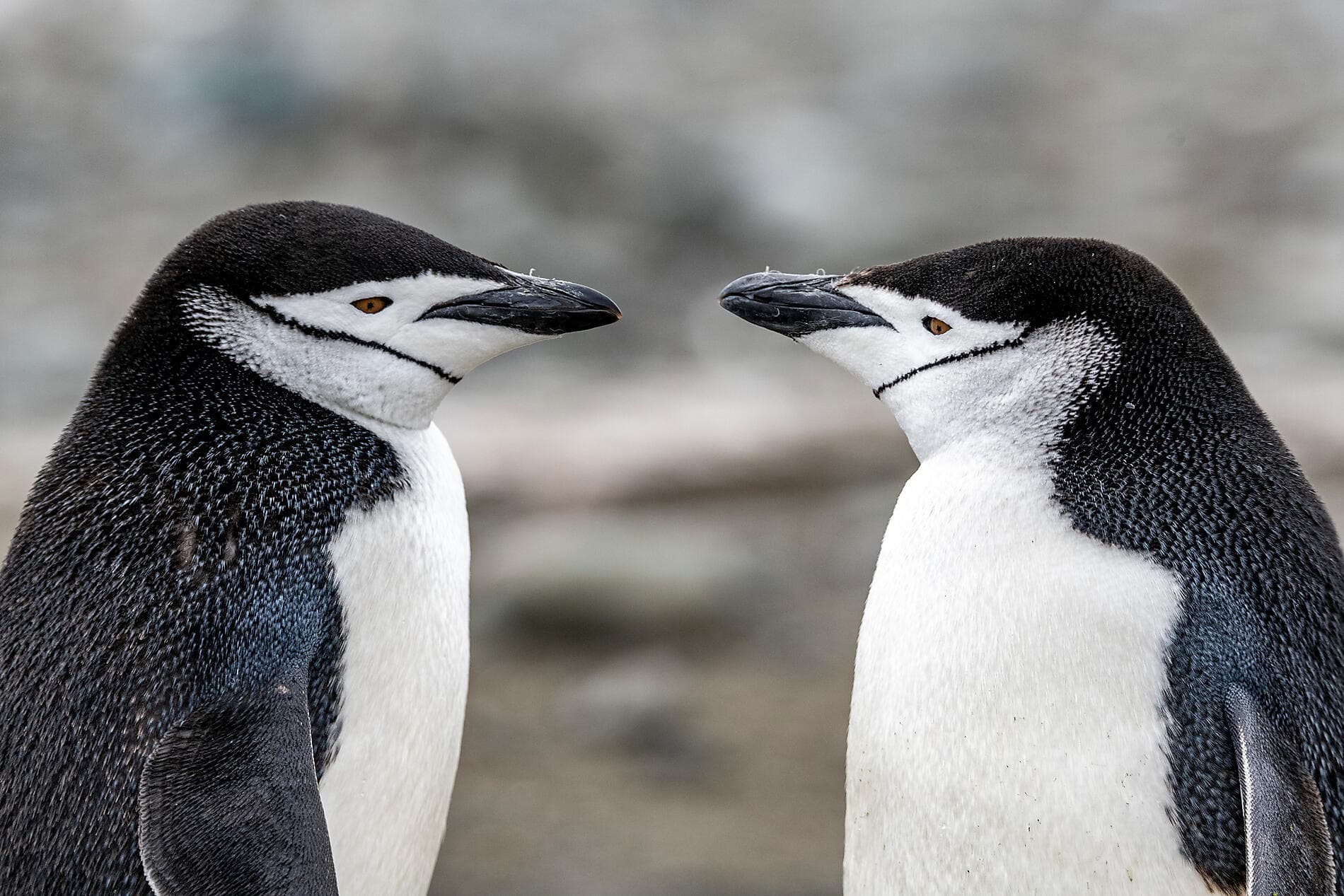 L’Antarctique emblématique  