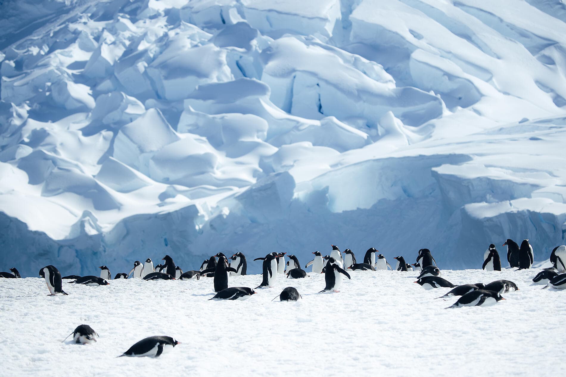 L’Antarctique emblématique  