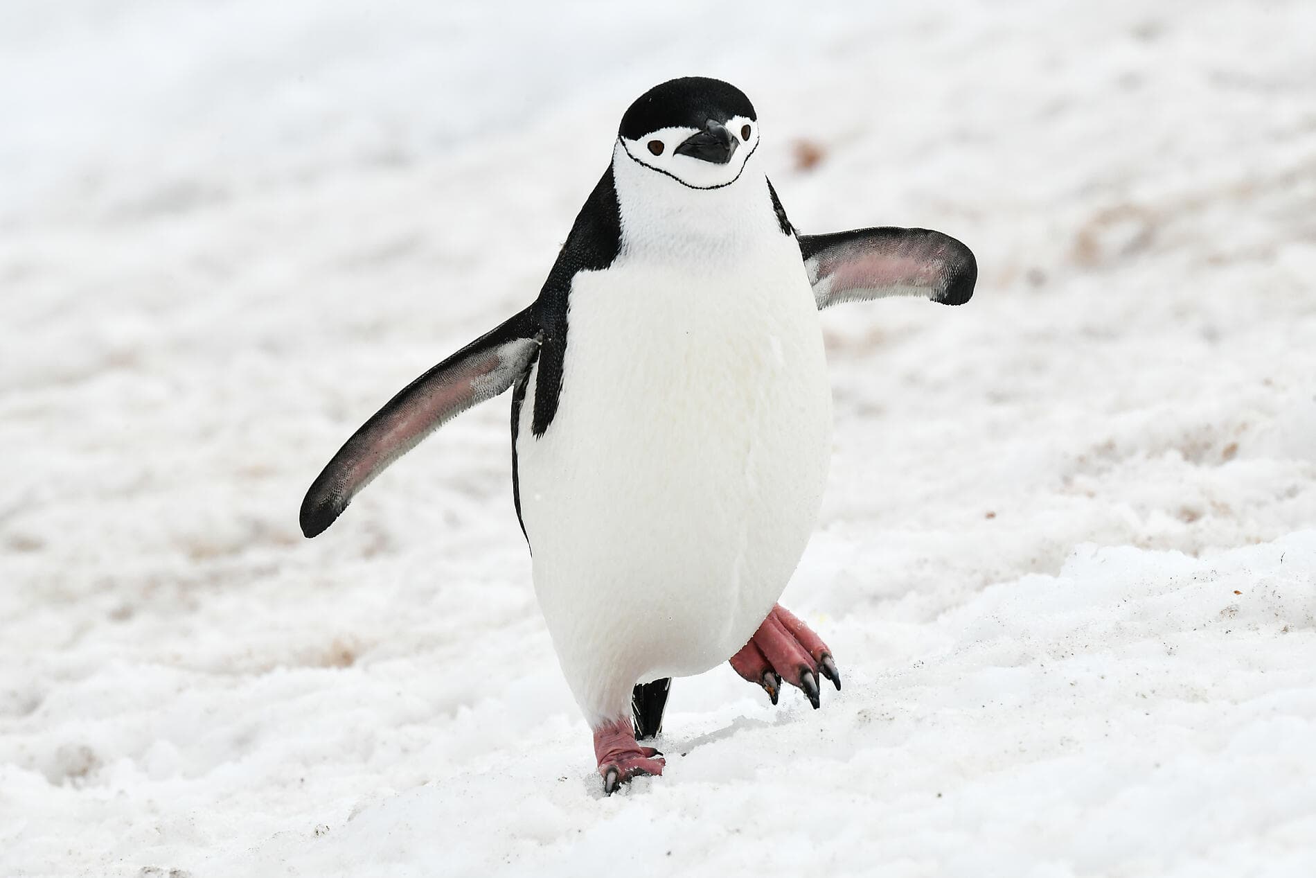 L’Antarctique emblématique  