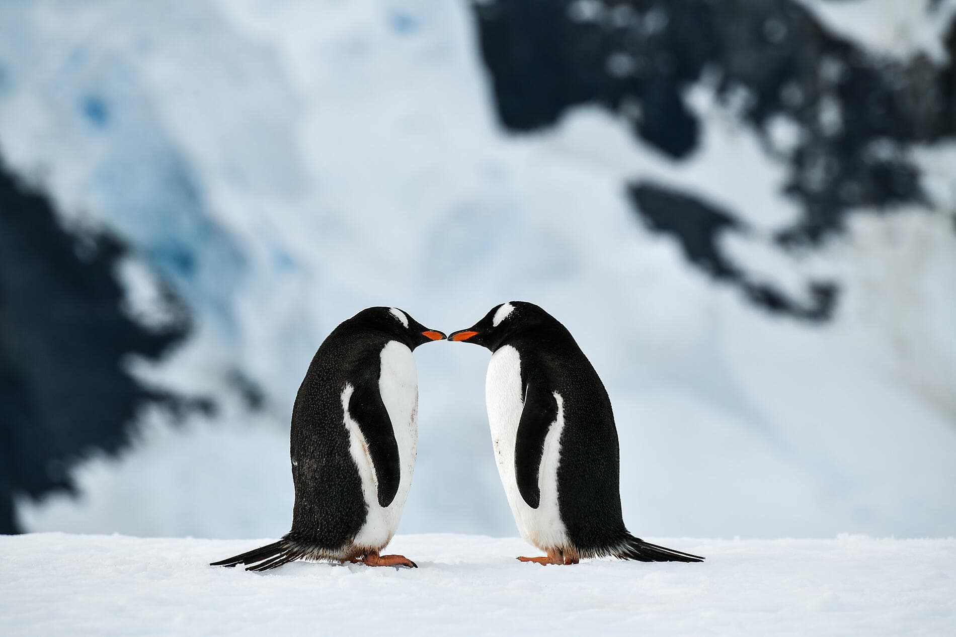 L’Antarctique emblématique  