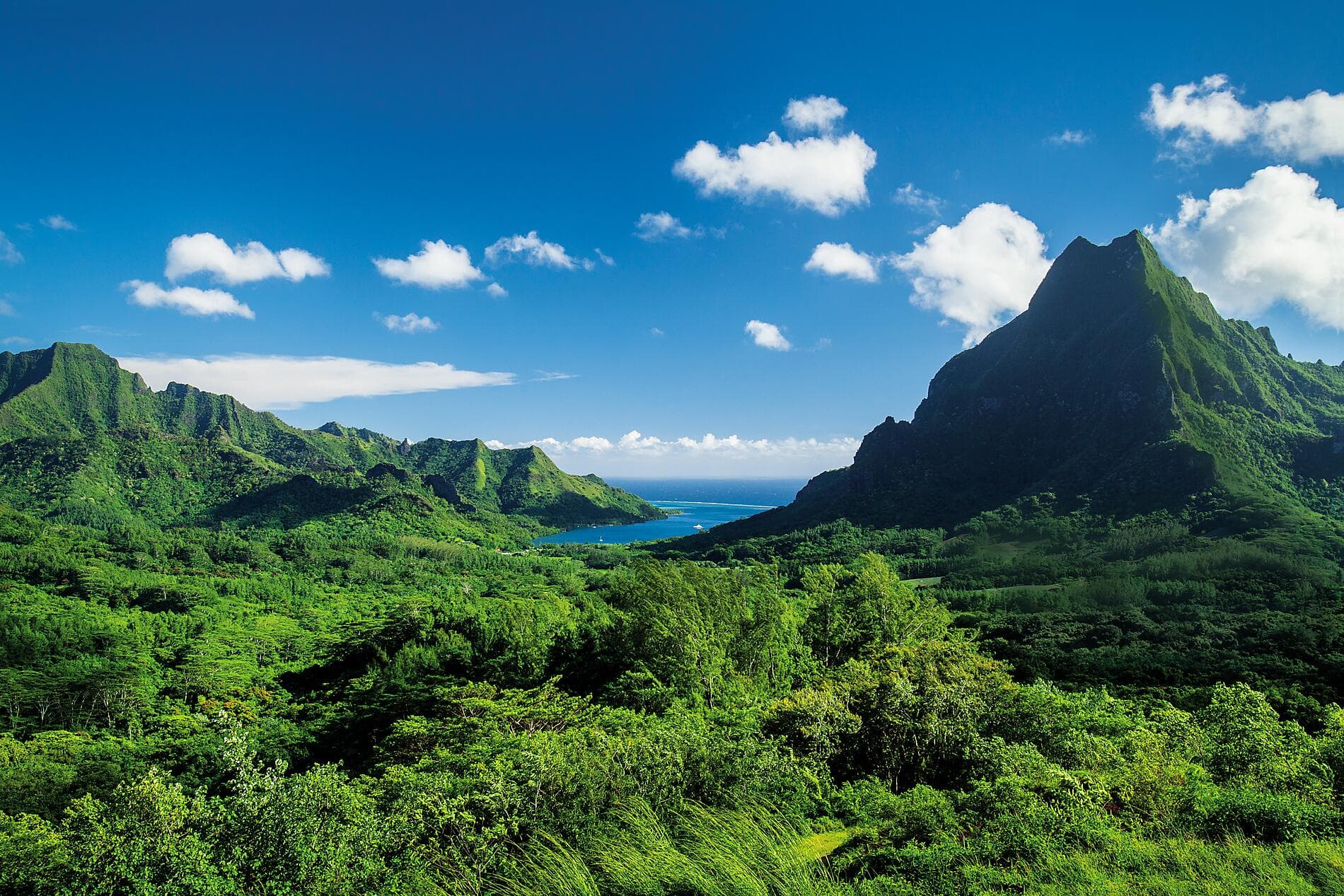 Perles des îles de la Société 