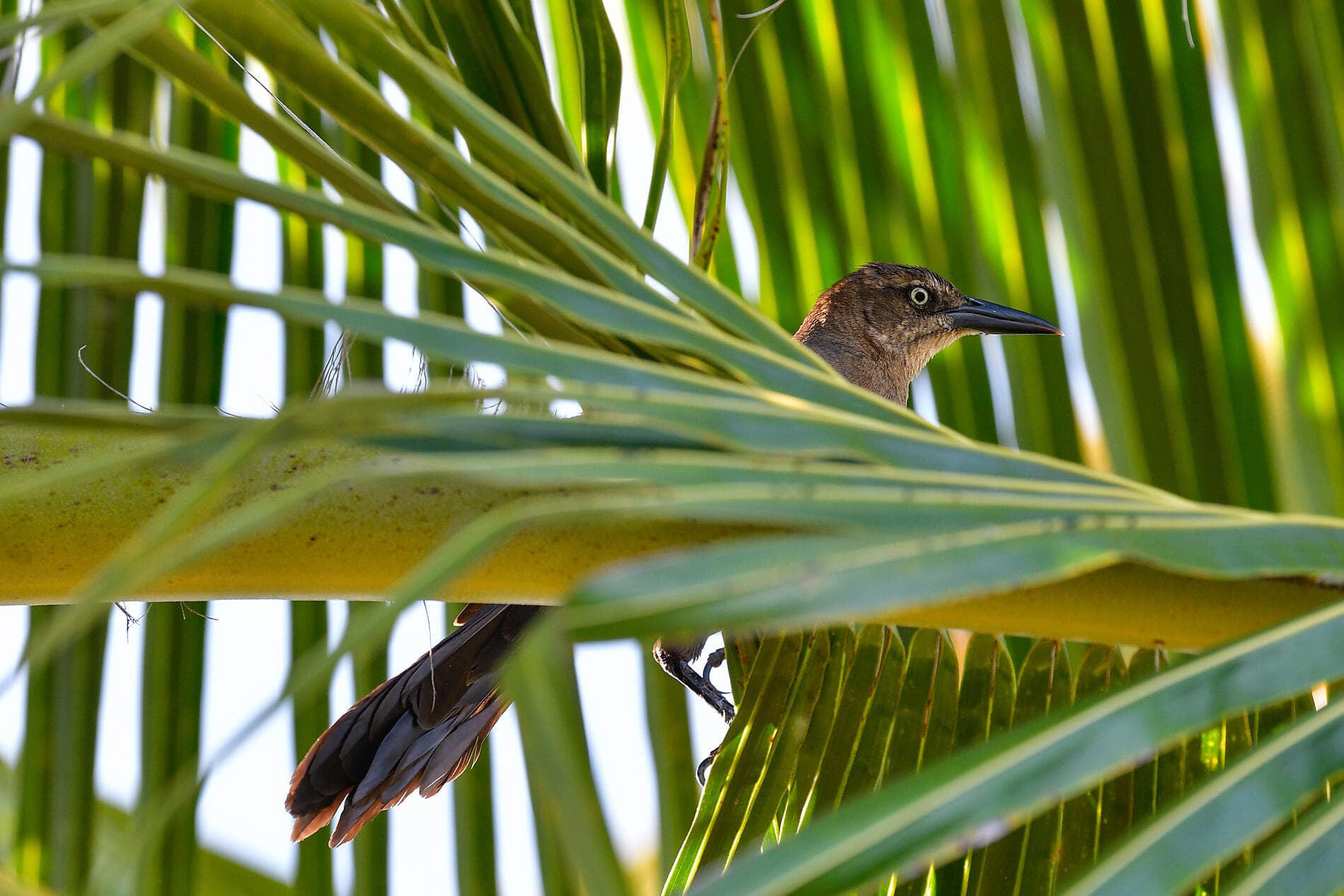 Patrimoine et sanctuaires naturels caribéens 
