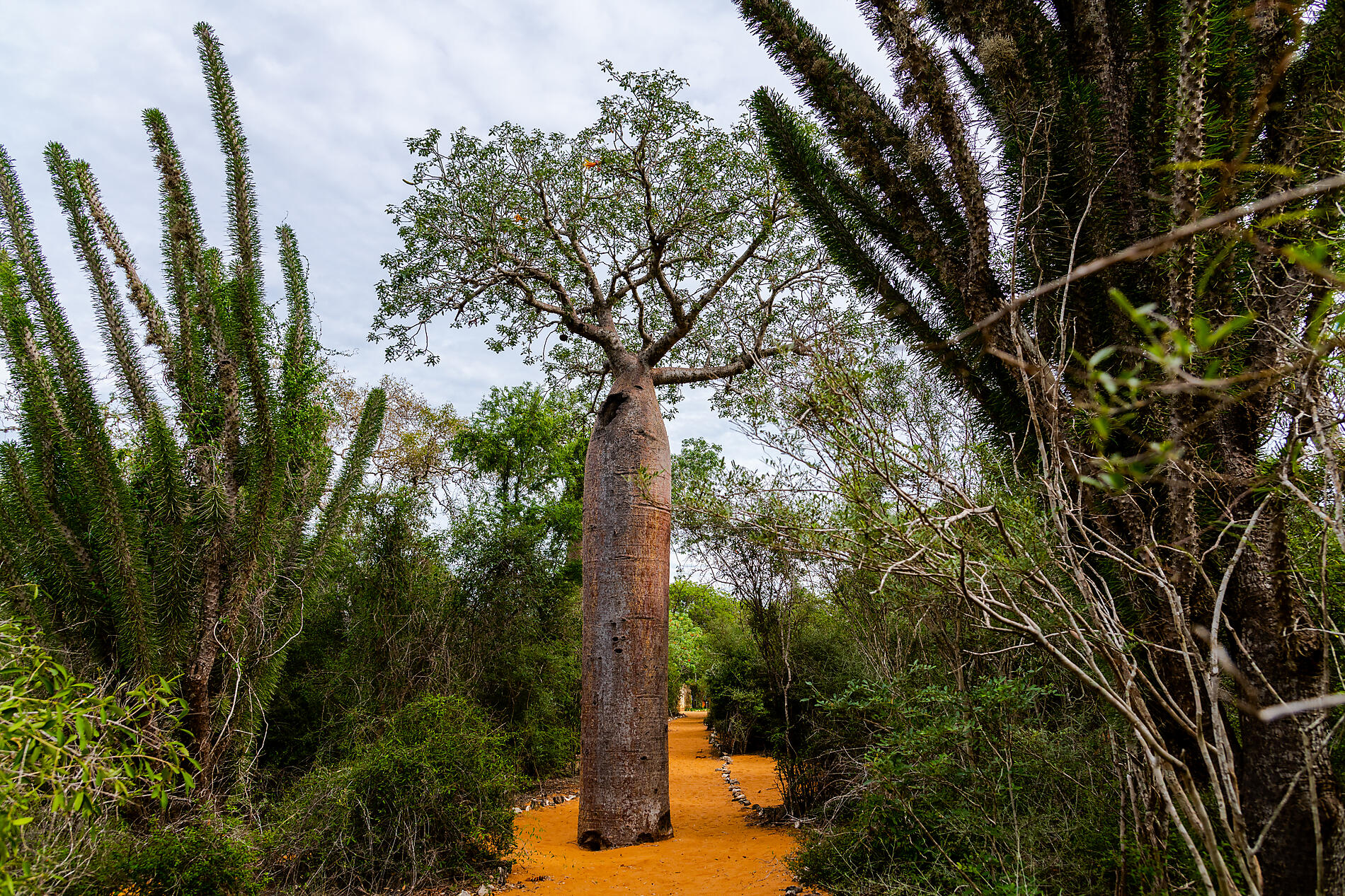 Afrique du Sud et Madagascar 