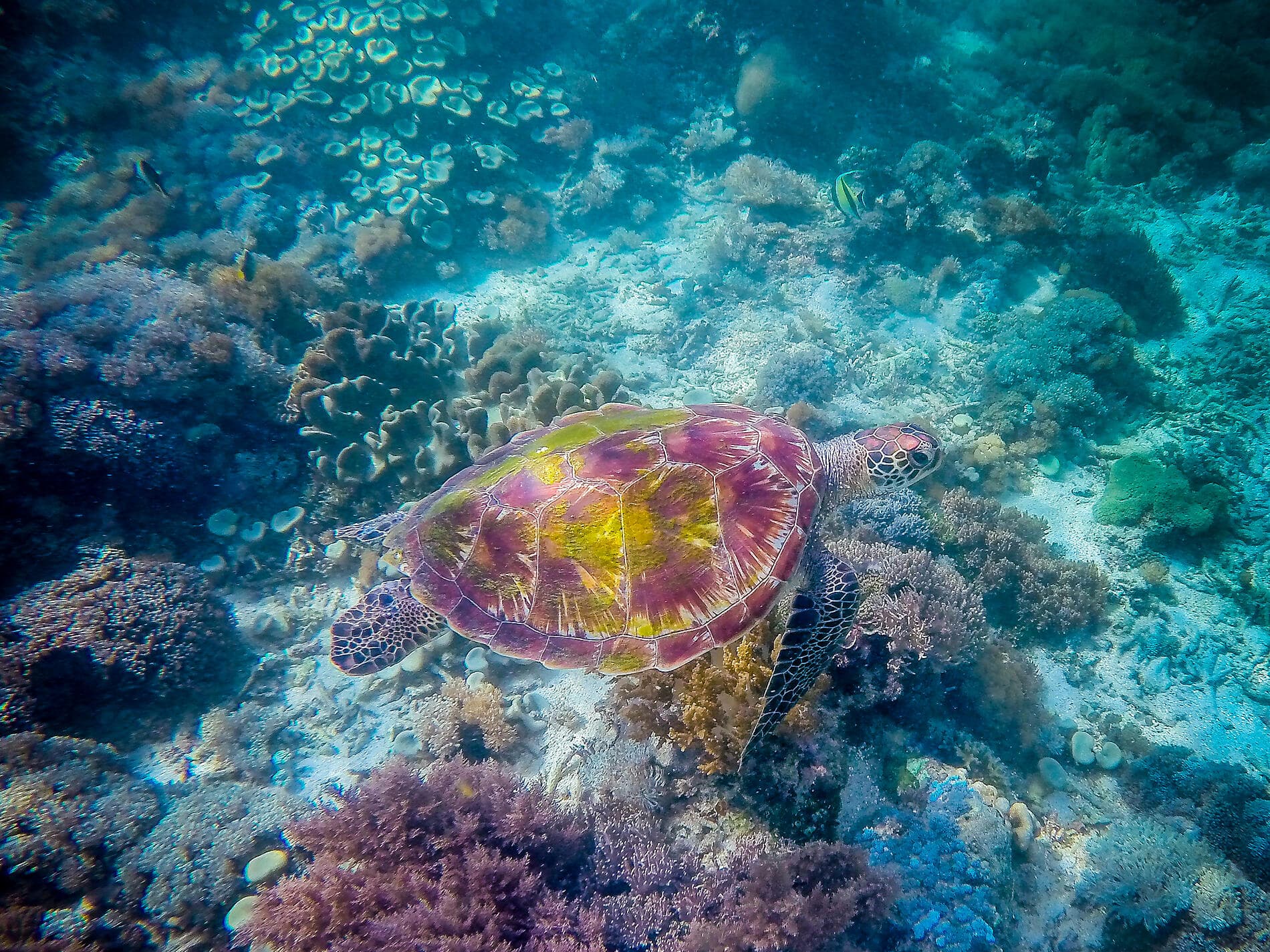 Odyssée tropicale indonésienne 
