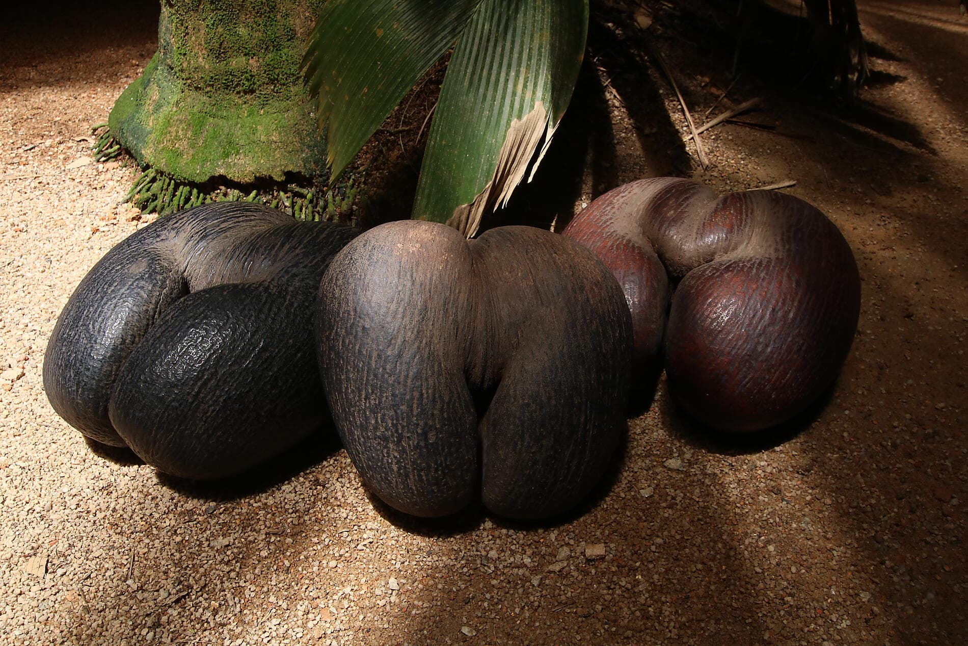 L’essentiel des Seychelles 