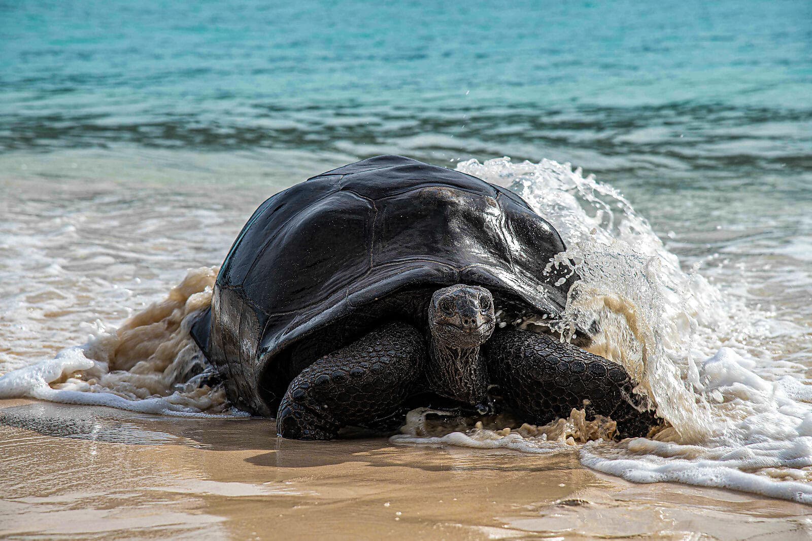 L’essentiel des Seychelles 