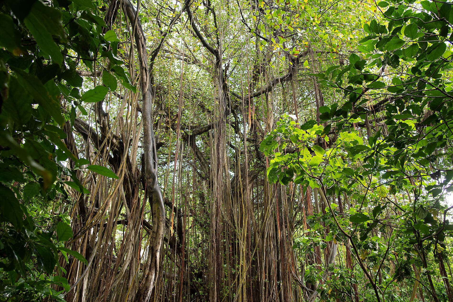 L’essentiel des Seychelles 