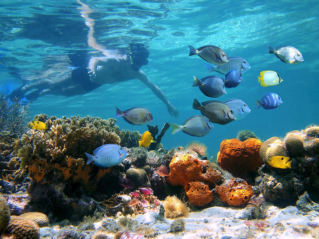 LA GRANDE BARRIÈRE DE CORAIL ET LA FORÊT TROPICALE DE CAIRNS (3 NUITS)