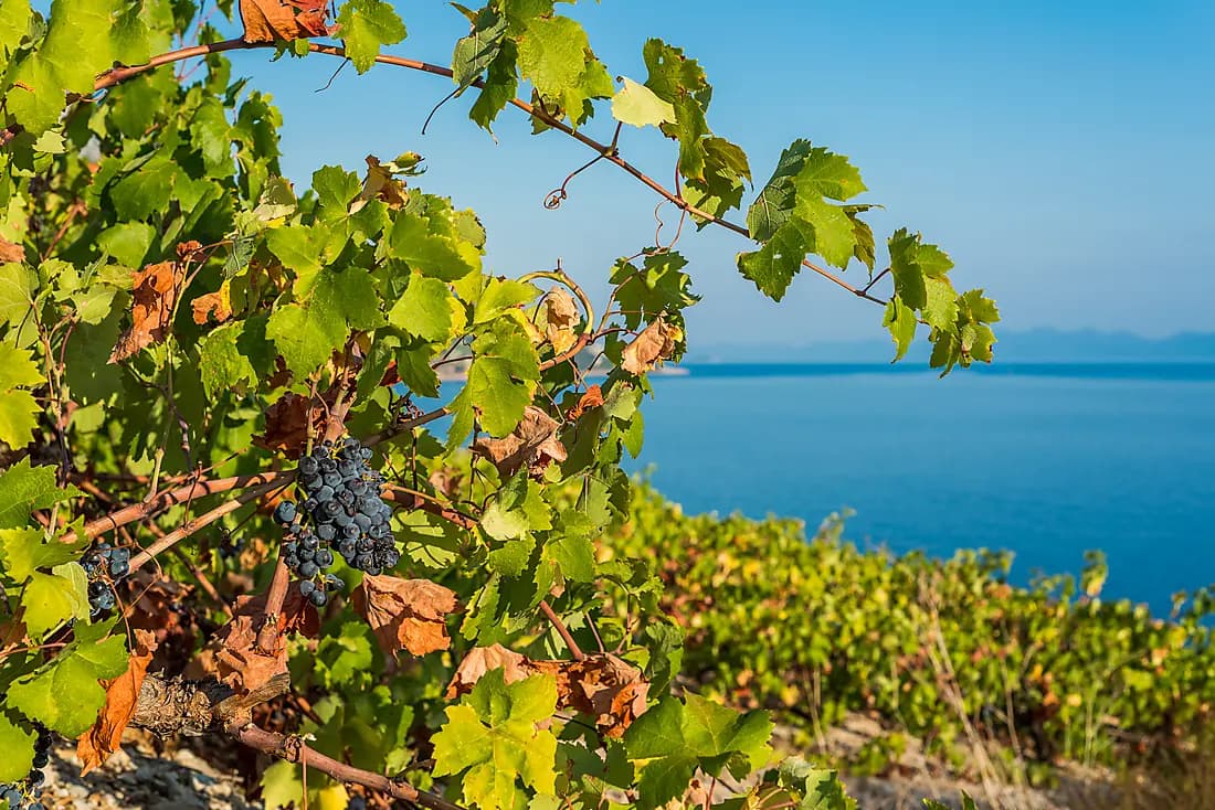 DUBROVNIK ET SES VIGNOBLES (1 NUIT)