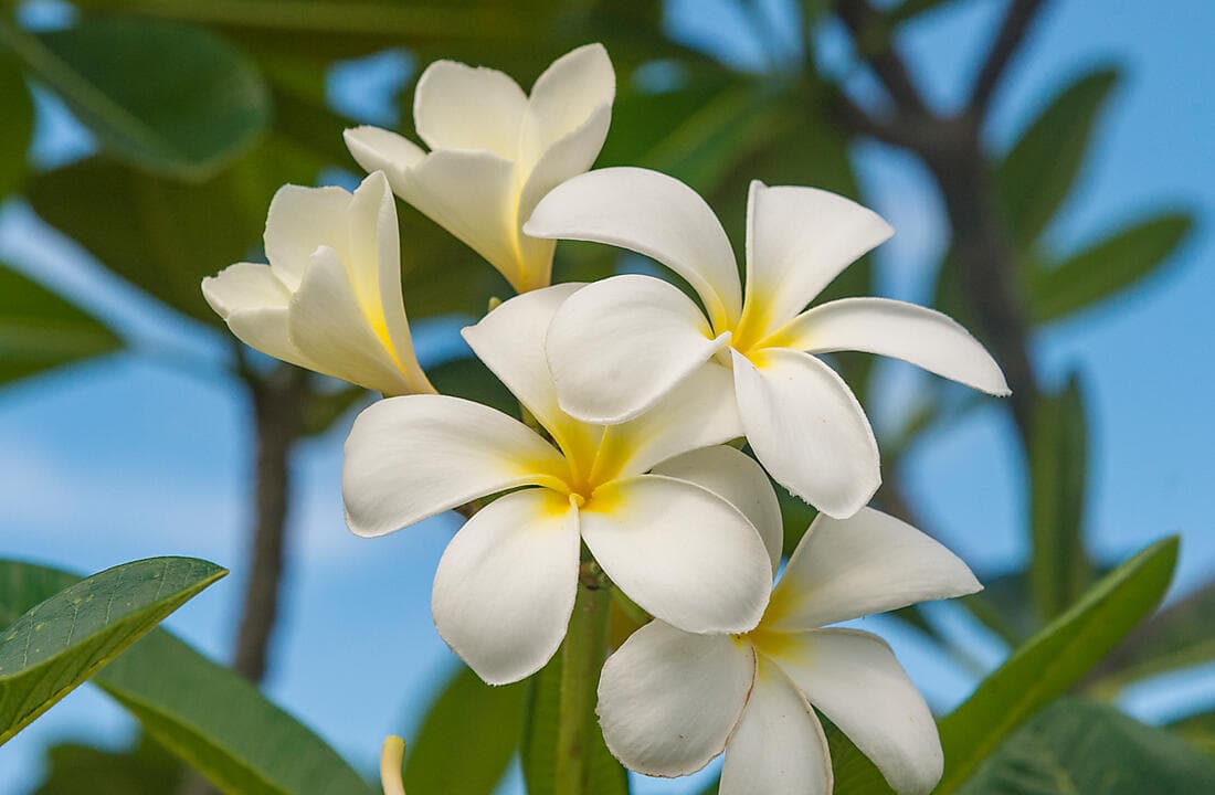 À LA DÉCOUVERTE DE PAPEETE ET DÉTENTE (1 NUIT)