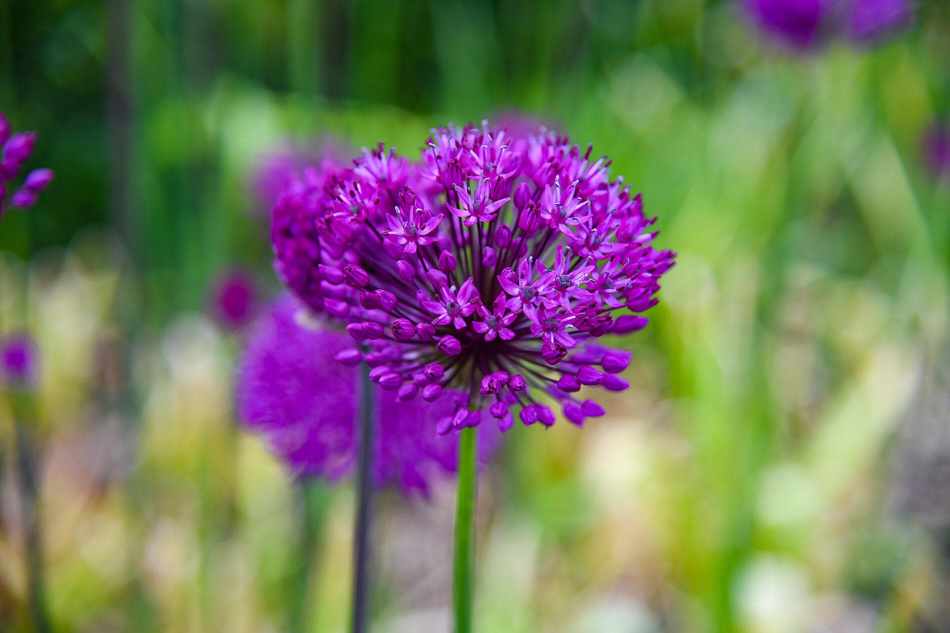 De l'Irlande à l'Ecosse : voyage en terres celtiques