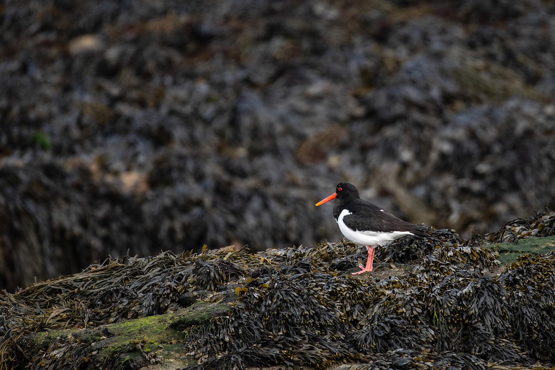 De l'Irlande à l'Ecosse : voyage en terres celtiques