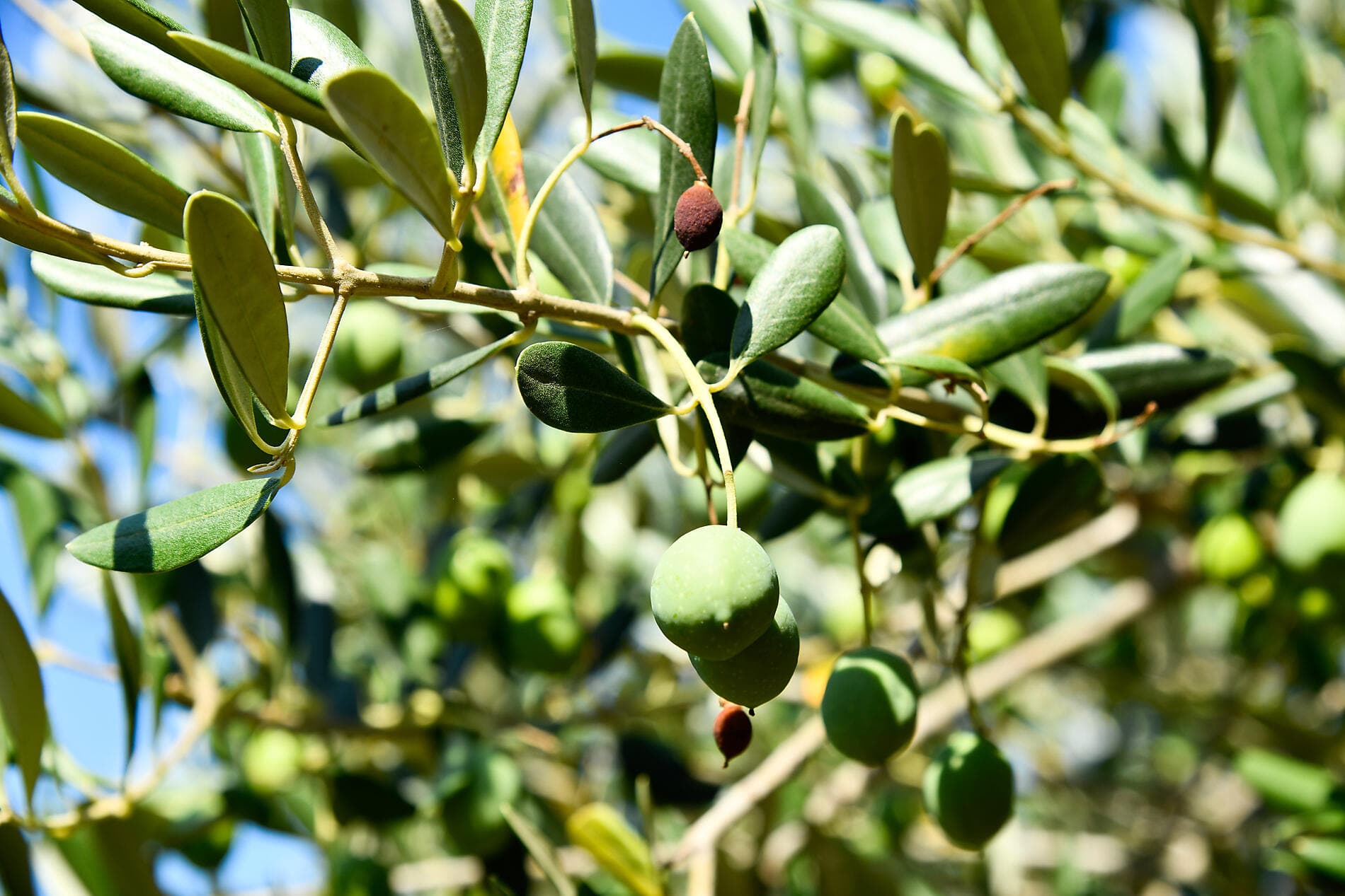 Éternelle mer Égée 