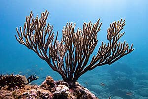 Randonnée palmée et sortie en bateau