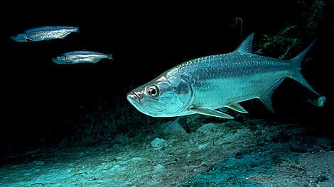 31 Déc 26 - Kere, Bijagos