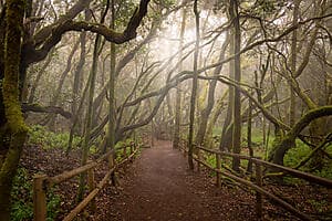 Marche dans le parc national de Garajonay