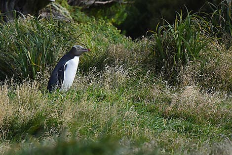 2 Janv 27 - Île Enderby, îles Auckland