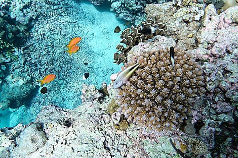 6 Févr 26 - Île d'Astove